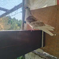دو عدد ماده دمگیر نقره و سرخ