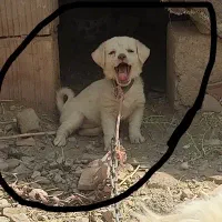 سگ توله  پا کوتاه خونگی پ روباهی ماده
