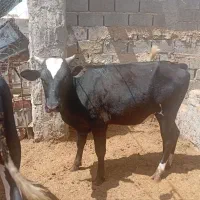 گاونر