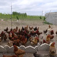 مرغ خروس کاملا طبیعی