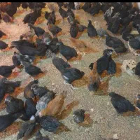 فروش جوجه گلپایگان 45