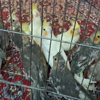 عروس هلندی|پرنده|نیشابور, دارایی|دیوار