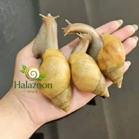 فروش حلزون های زینتی و پوستی