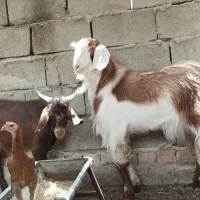 کره نر بفروش میرسد