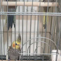 عروس هلندی ‌. جوجه ۳ماهه دون خورشده