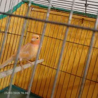 ۱عددقناری ماده و 1عددطوطی‌برزیلی نر هردوتاآوازخوان