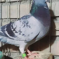 یک عدد ماده بازرگان نشسته