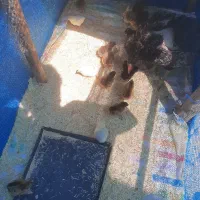مرغ و جوجه