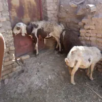 میش وبره|حیوانات مزرعه|نیمبلوک, |دیوار