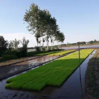 خزانه دمسیا