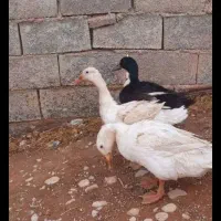 اردک فروشی