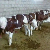 گوساله پرواری سیمنتال نژاد اصیل
