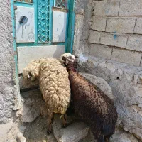 3عددتوغلی ماده سرحال سالم برای فروشی کیلویی