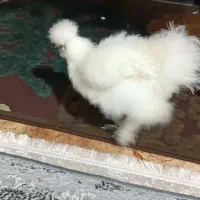 جوجه ابریشمی  گوش آبی