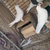 کفتر خال تمیز هم برا هوا هم جوجه کشی