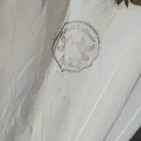 کفتر مهر شده