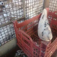 کبوتر کاشانی