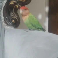 کوتوله برزیلی