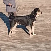 واگذاری سگ پژدر