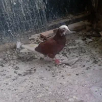 کبوتر /کفتر پرشی