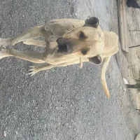سگ سرابی ۲سال و نیمه