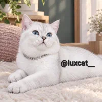 نربریتیش چشم آبی(جهت جفتگیری)