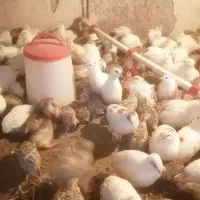 تخم بلدرچین