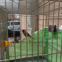 دورگ سهره قناری|پرنده|خرمآباد, |دیوار