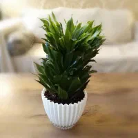 دراسنا کامپکت