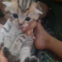 گربه دونه ای واگذار می‌شود