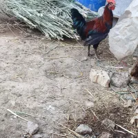 خروس عربی
