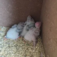 جوجه گرینجیک آناناسی سرلاکی