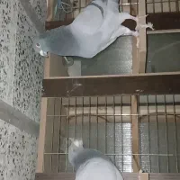 پلاکی سبز دو خط