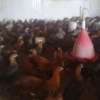 فروش انواع برند جوجه مرغ خروس محلی فسا