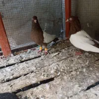 کبوتر کفتر سینه زرد سینه قرمز طوقی ساده