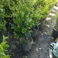 یاس هلندی