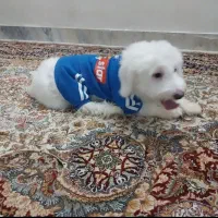 سگ خانگی