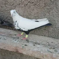 کفتر طلا