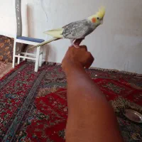 عروس هلندی نر دستی