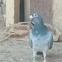 کفتر|پرنده|گناباد, |دیوار