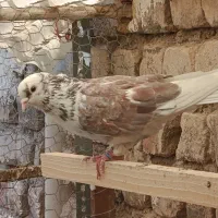 کفتر پرشی