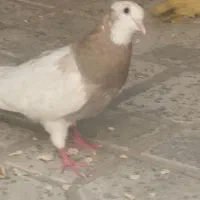 طوقی پر بازی