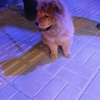 چاو چاو