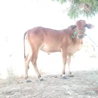 گاوه|حیوانات مزرعه|باهوکلات, |دیوار