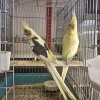 عروس هلندی ماده