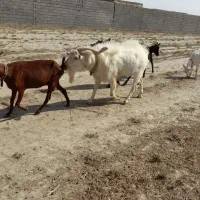 نر بز