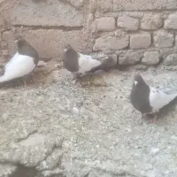 چهارتا ماده  دوتا کاکولی یدونه بی کاکول
