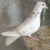 جوجه دم سفید وساده
