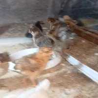 جوجه گلپایگانی  ۴۰روزه