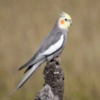 یک جفت عروس هلندی سینامون با ۴ تا جوجه